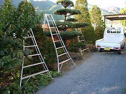 Fuji  Black Pine, Tripod Ladders