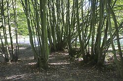 Coppiced Lime