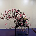 Flowering Prunus mume (Japanese plum)