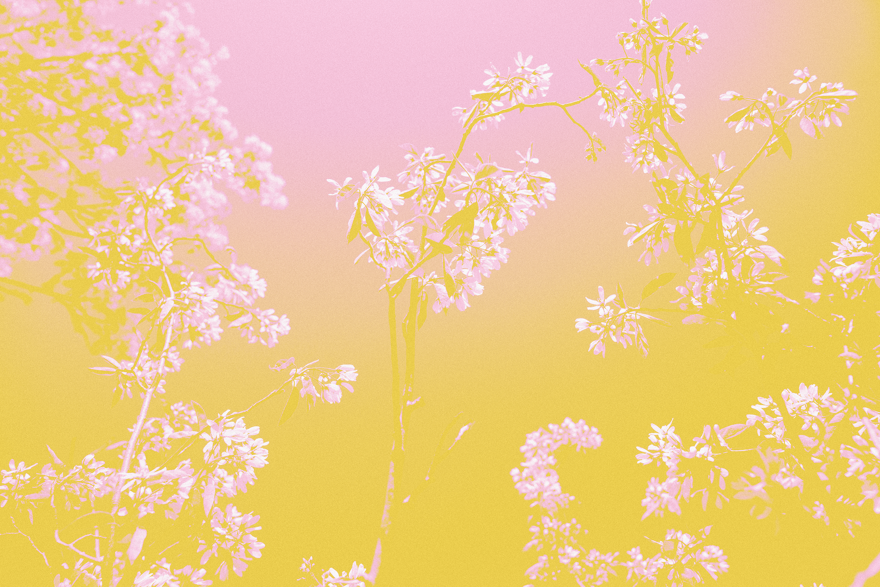 Mother-day-2025-USA-header