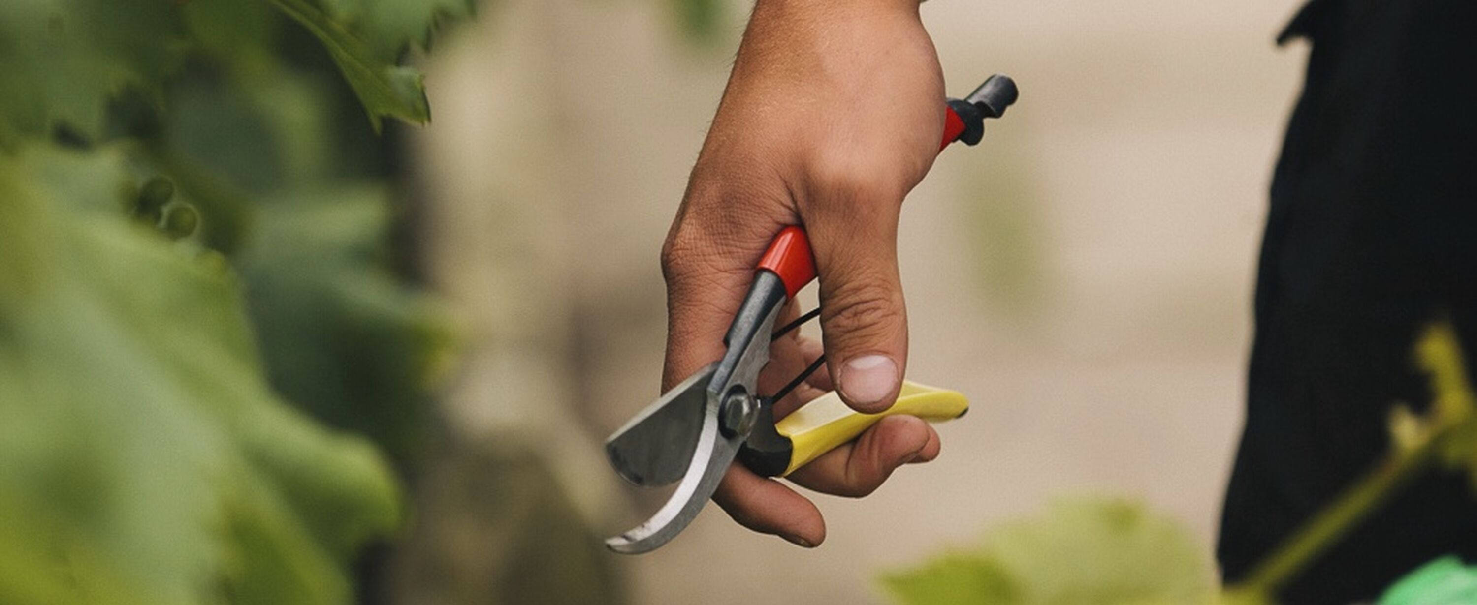 Tobisho SR 1 Secateurs