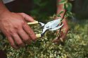 Niwaki GR Pro Secateurs