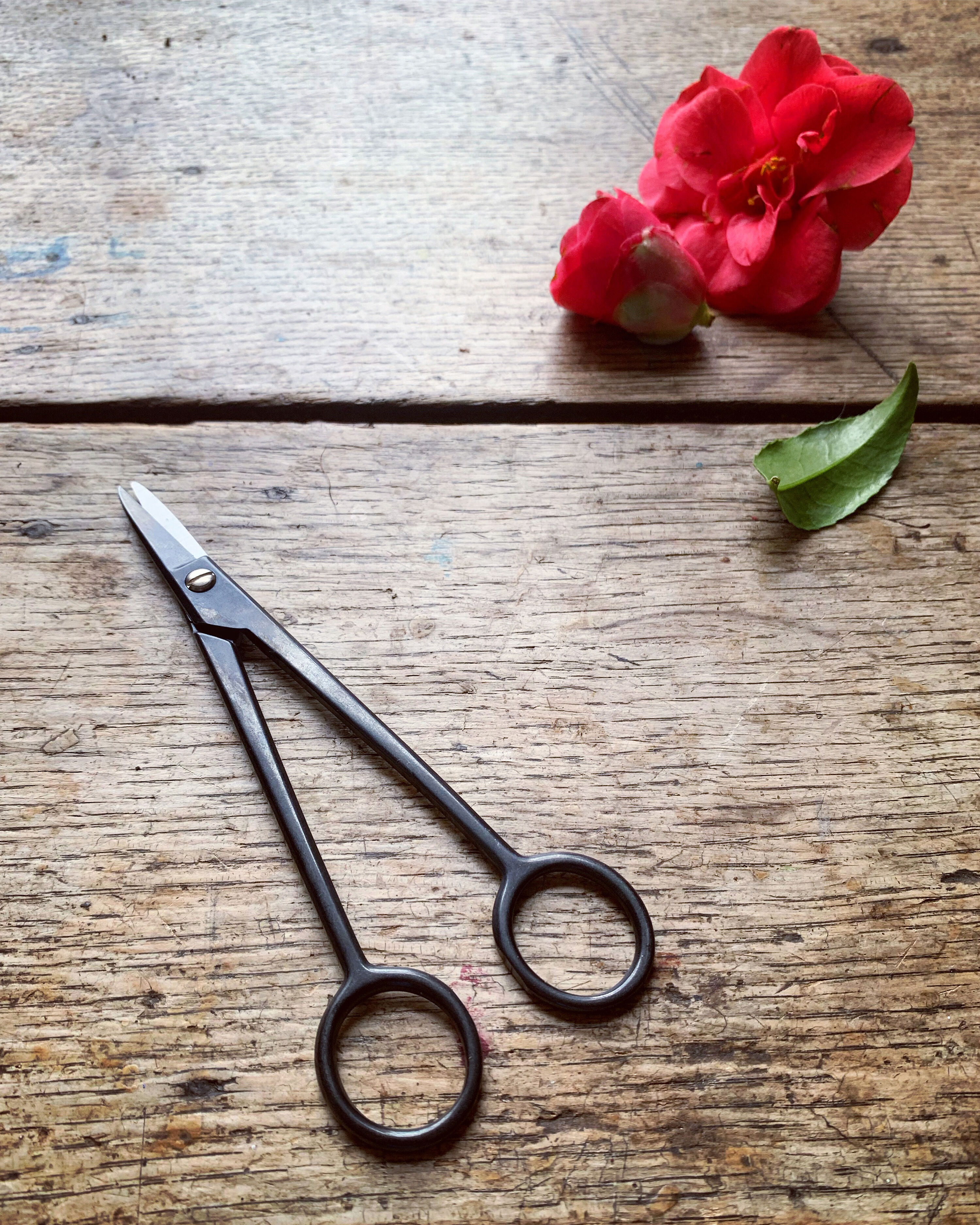 Kaneshin Bonsai Goyoumatsu Scissors