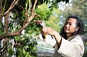 Je with a shiny new pair of Tobisho x Niwaki SR-1 Secateurs