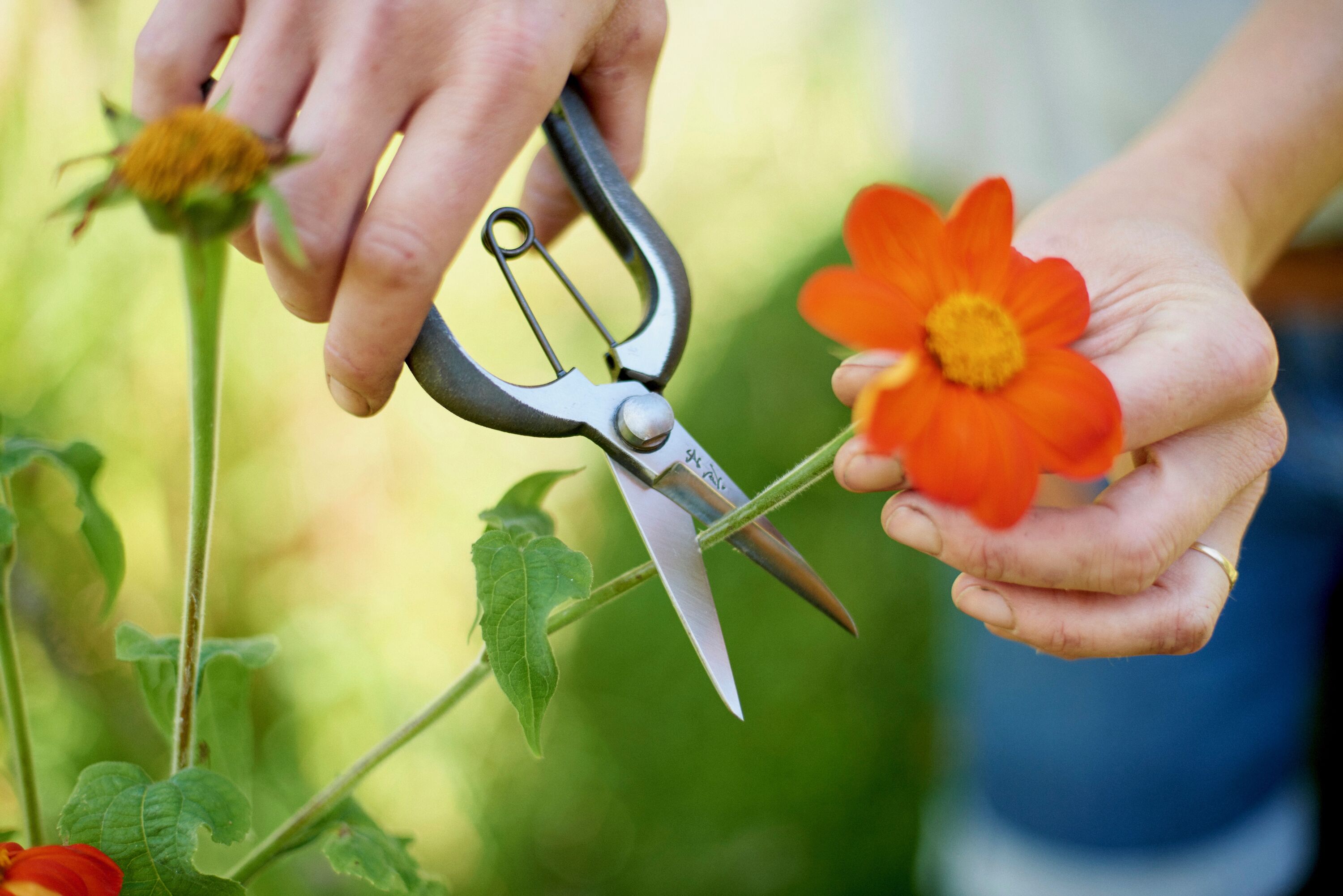 Niwaki discount garden snips