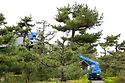 Pine Pruning At Nanshu Ji 3