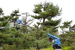 Pine Pruning At Nanshu Ji 3