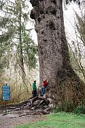 World’s largest spruce tree, with tourists for scale. While there are no trees quite this vast in the ground of Portland Japanese Garden, they do compete and content with the established Douglas firs and spruces that frame and delineate the garden
