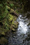 Authentic details in the garden stemmed from close observation of the smallest of details, for example the way moss and stones react to fast flowing water