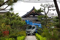 Pine Pruning At Nanshu Ji 7