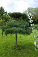 Pine Pruning 1