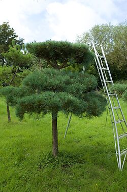 Pine Pruning 1