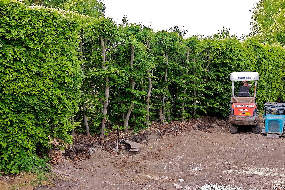 Beech Hedge