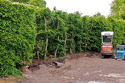 Beech Hedge