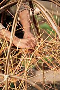 Errol demonstrates how to tuck the Cornus sanguinea into the domes