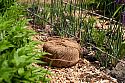 Coir Twine