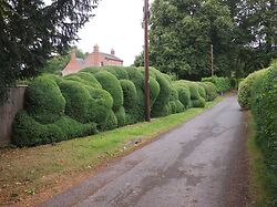 Cloud Pruned Box Hedge