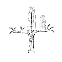 Tree 4_