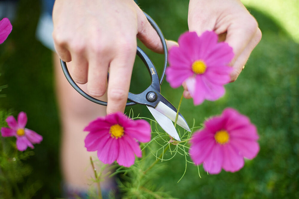 Sentei Garden Scissors