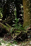 A lone foxglove growing from a fallen log in the ancient woodland