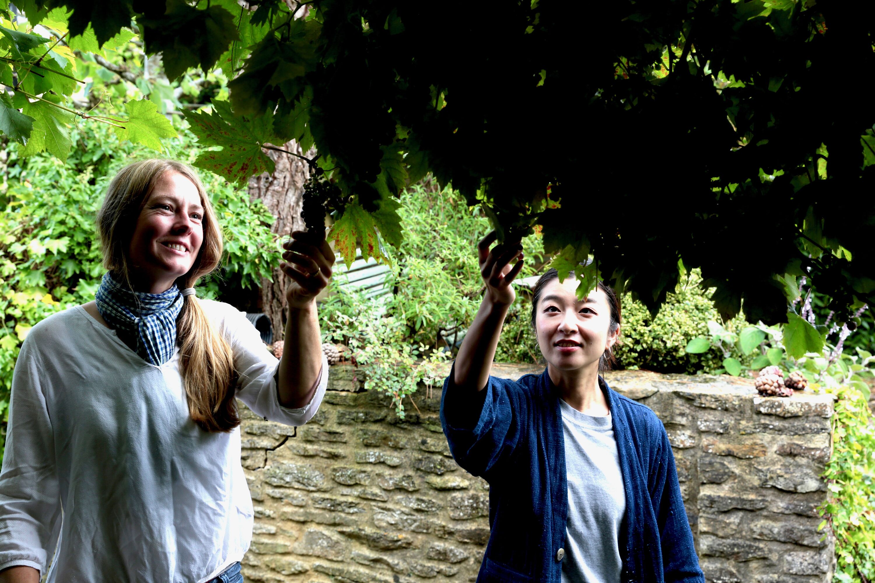 Grape Thinning Snips