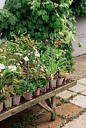 Rare and unusual plants continue to fill the Beth Chatto nursery