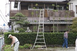Cryptomeria_niwaki