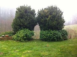 Bay Trees