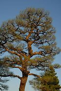 Japanese Tree Pruning