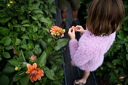 Black Shed Flowers