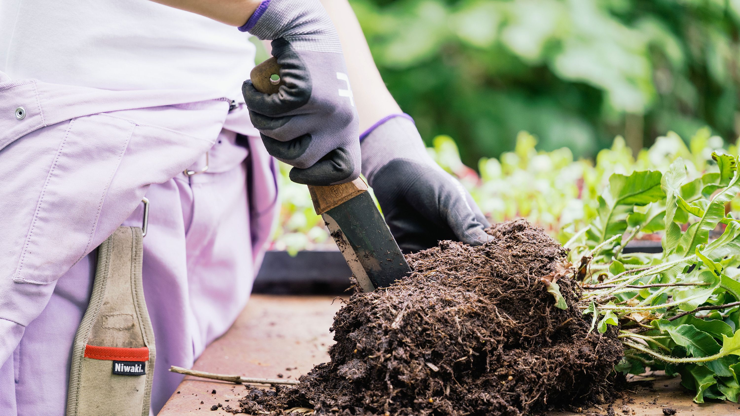Hori Hori Pro dividing plants