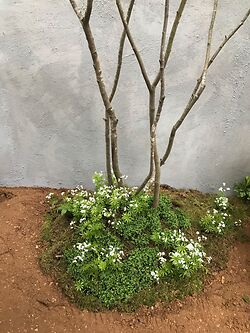 Revisiting Rhs Chelsea 2019