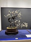 Flowering Prunus mume (Japanese plum)