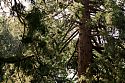 One of many redwoods lining the Lime Tree Walk
