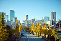 Tokyo Ginkgo trees in December