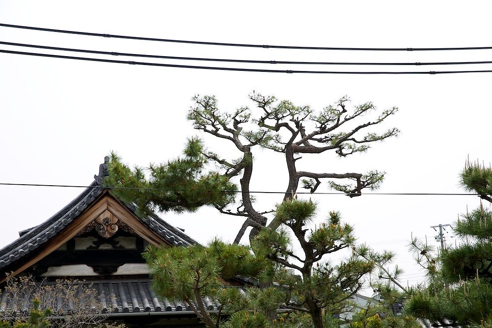 Pine Pruning At Nanshu Ji 1