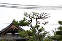 Pine Pruning At Nanshu Ji 1