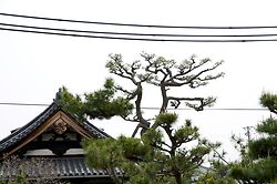 Pine Pruning At Nanshu Ji 1