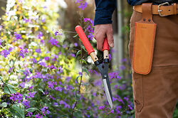 Niwaki Mini Shears