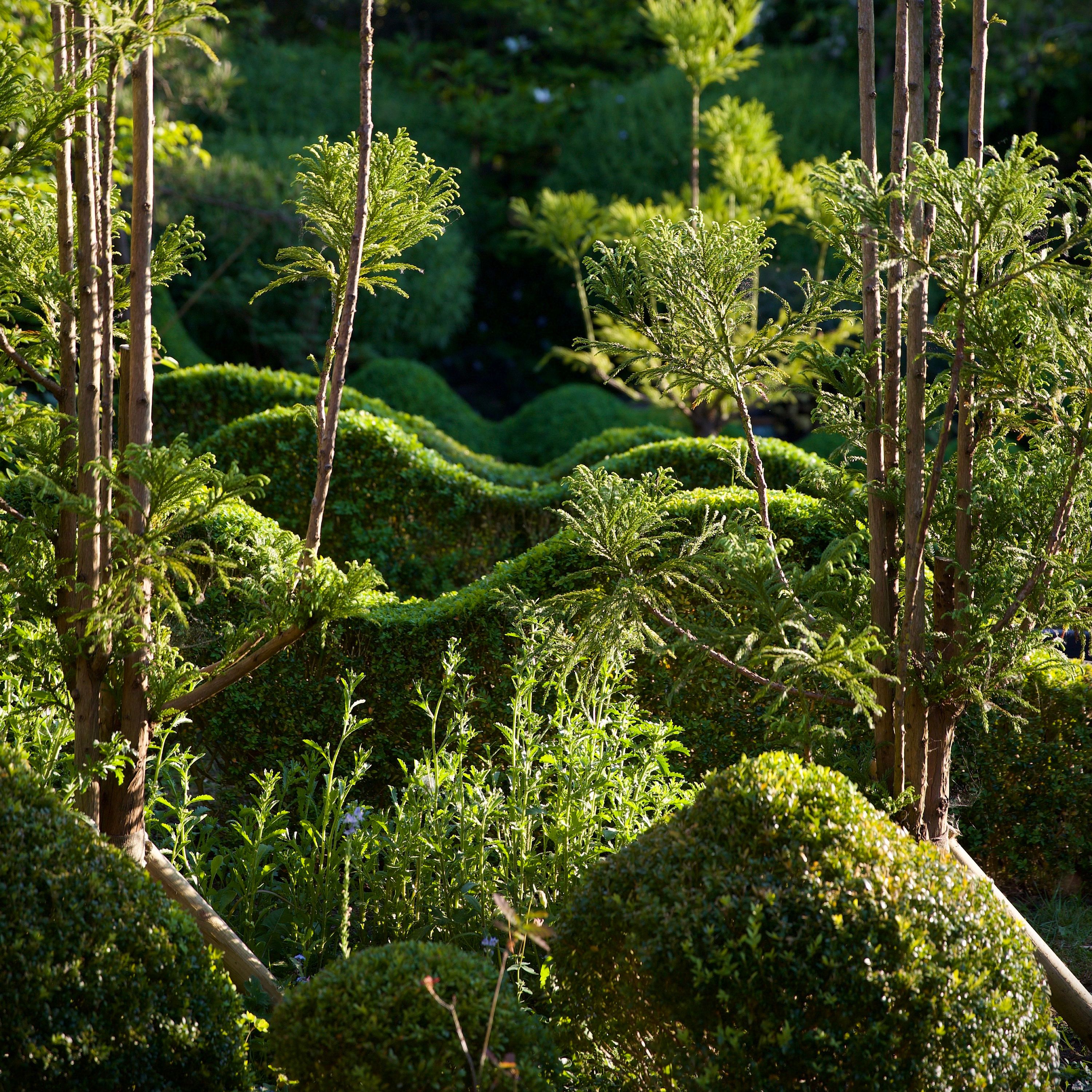 Jake Hobson’s garden in the evening light