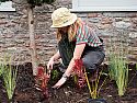 Niwaki Hori Hori Pro garden knife planting bulbs