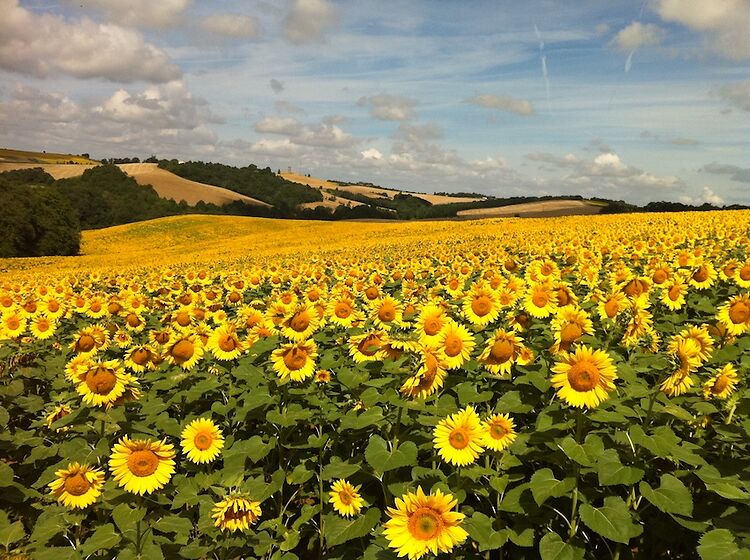 Sunflowers