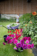 Black Shed Flowers