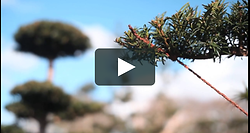 Training A Yew A Short Film