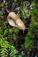 Banana slug