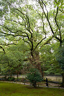 One of the enormous camphor trees