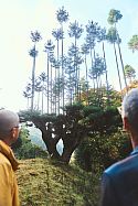Ancient daisugi