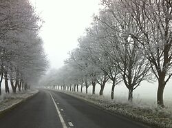 Icy Trees