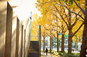 Tokyo Ginkgo trees