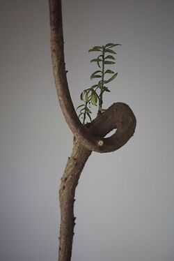 Bendy Yew
